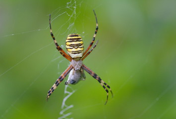 Wespenspinne Argiope bruennichi makro Hintergrund Natur