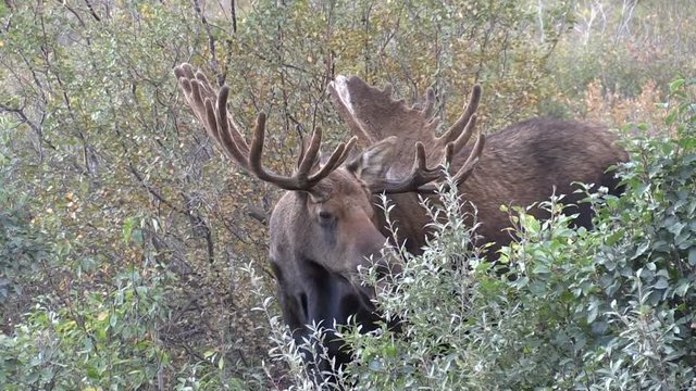 Alaska Yukon Bull Moose in Velvet