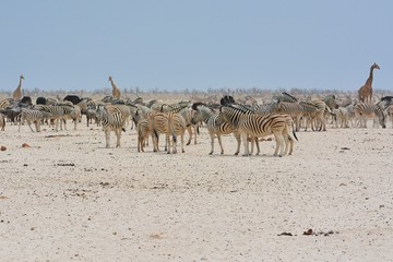 Fototapeta na wymiar Herden von Zebras, Giraffen, Strauße und Oryx im Etosha Nationalpark