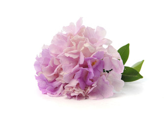 Purple and pink flowers isolated on white background
