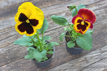  Viola pansy flowers on wooden background