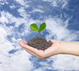 Soil in a Woman hand and treetop on soil.