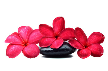 Zen stones with frangipani flower