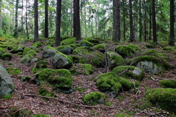 Moss stones in the forest background