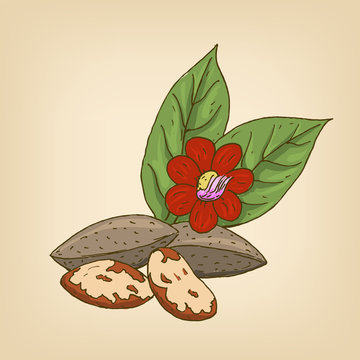 nuts, flower, leaves, hand-drawn style clip art preview