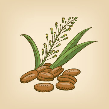 Camelina sativa or gold-of-pleasure, or false flax, flowering oil plant. Vector illustration