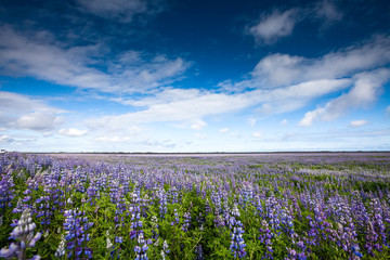 View at Icelandic plains during summertime