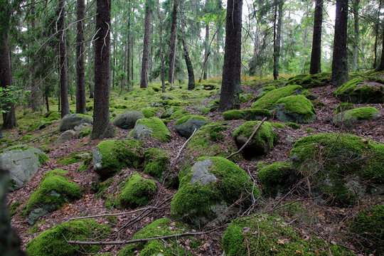 Fototapeta In the forest