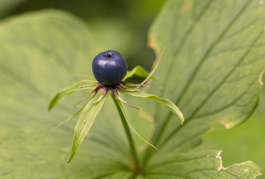 Einbeere makro Hintergrund