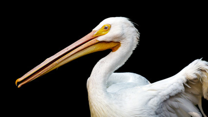 Obraz premium Portrait of an American white pelican against a black background