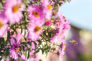 Beautiful pink garden flowers in the sunset light and bee.