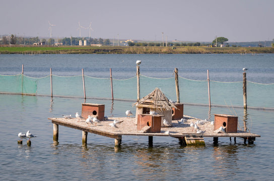 Houses for birds in a lake (Lesina Puglia)