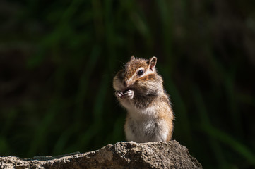 chipmunk portrait stone