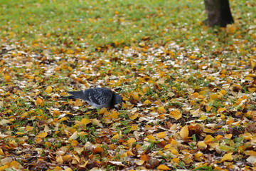 Одинокий голубь в в осеннем парке среди желтых опавших листьев.