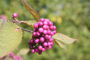 Fungo bianco in un prato verde