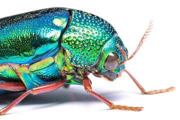 Naklejka premium Close up of Jewel beetle (Buprestidae) isolate on white. The larger and more spectacularly colored jewel beetles are highly prized by insect collectors.