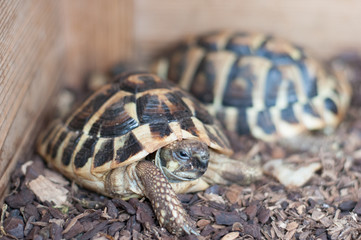 Turtles in captivity