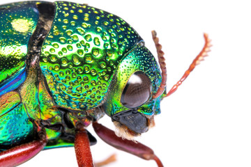 Close up of Jewel beetle (Buprestidae) isolate on white.  The larger and more spectacularly colored jewel beetles are highly prized by insect collectors. © KissShot