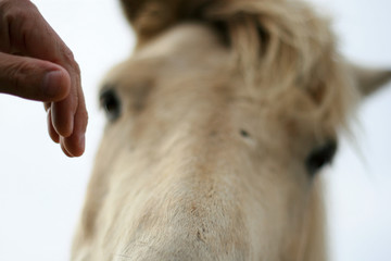Horces © Tomasz