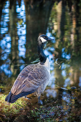 Goose by the Lake