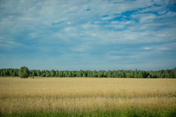 Obraz premium Wheat is ripe and worth a ear