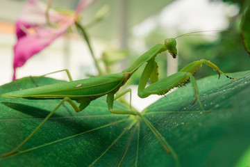 green grasshopper on ta leaf