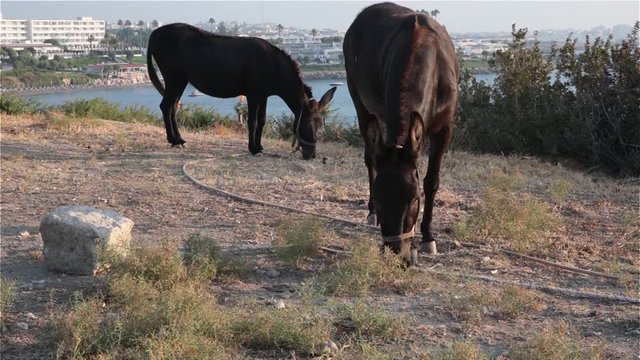two donkeys grazing on the shores of the sea full HD video