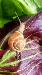 Schnecke auf Salat © megakunstfoto