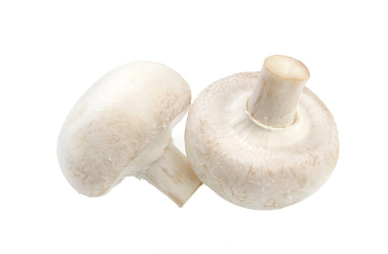 Mushroom champignon isolated on white background, with clipping path