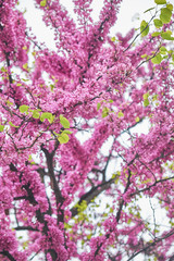 Pink flowers on the tree