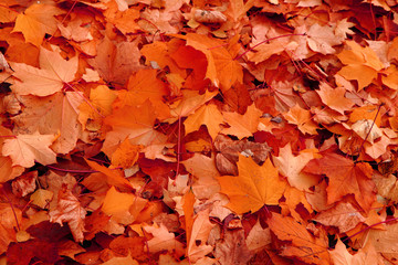 Naklejka na ściany i meble red autumnal leaves