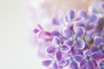 nice lilac
