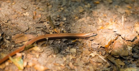 Westliche Blindschleiche (Anguis fragilis) kriecht über Waldboden mit braunen Blättern, Insel Usedom, Mecklenburg-Vorpommern, Deutschland 
