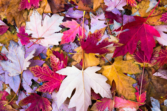 Feuilles d'Automne