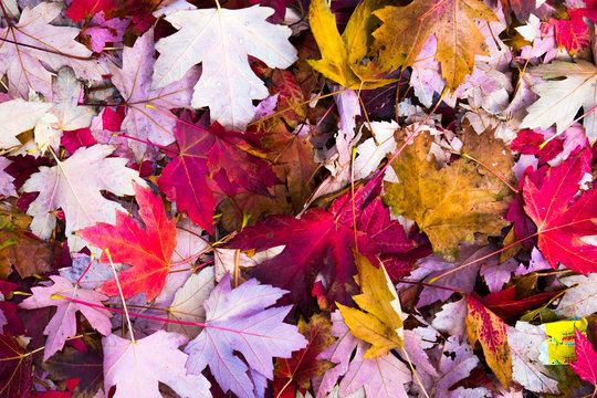 Feuilles d'automne