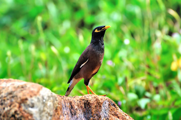 Common Myna (Acridotheres tristis)