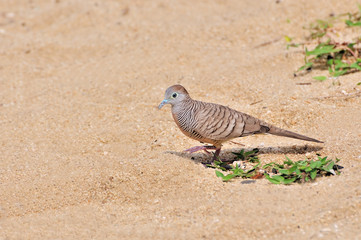 Zebra Dove