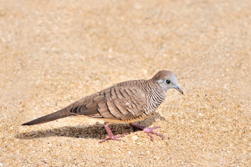 Zebra Dove