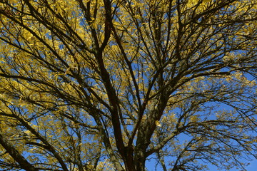 A yellow tree in autumn