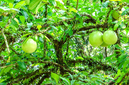Crescentia cujete on Calabash Tree