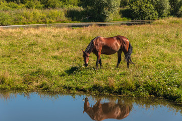 horse graze meadow pond