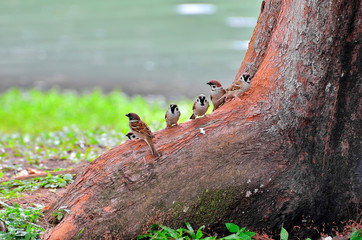 Eurasian Tree Sparrow (Passer montanus)