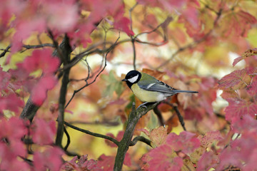 Great tit in beautiful autumn colors - 123813980