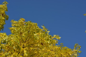 A yellow tree in autumn