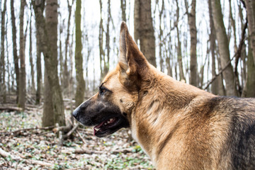 German shepard dog in forest wilderness