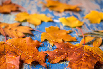 Autumn leaves on the grunge wooden cyan desk