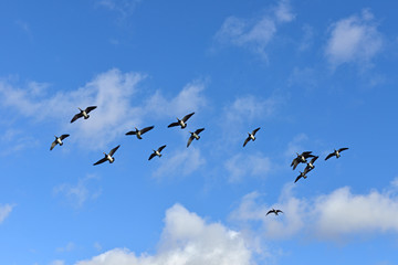 Flock of Barnacle geese (Branta leucopsis) flying in blue sky