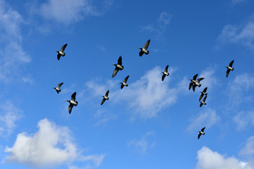 Flock of Barnacle geese (Branta leucopsis) flying in blue sky with white clouds