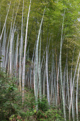 bamboo in the Chinese forest