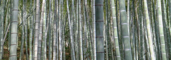 bamboe in het Chinese bos